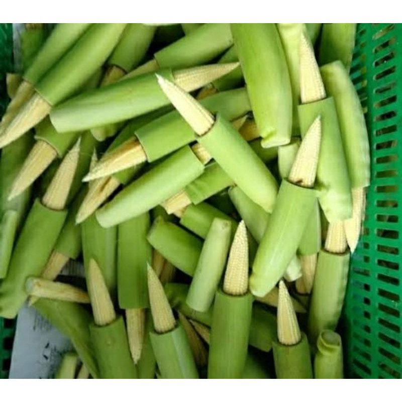 

jagung muda