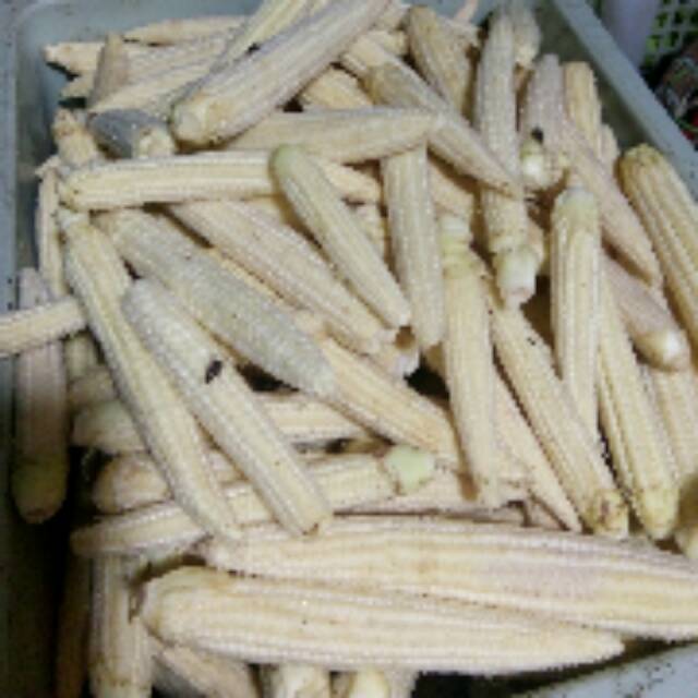 

Jagung putri