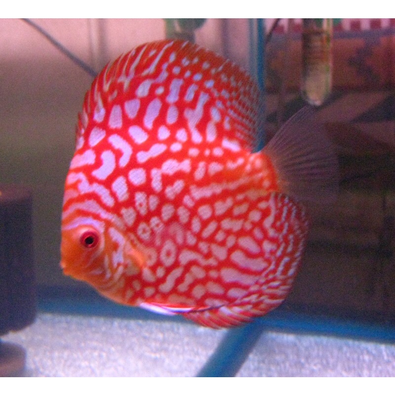 ikan discus pigeon ukuran 2in