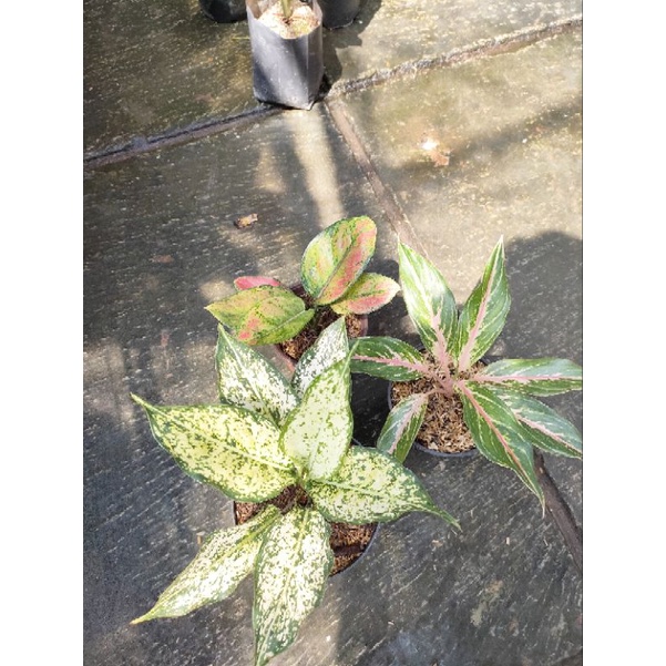 aglaonema paketan