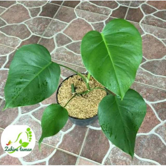 Tanaman hias-monstera deliciosa-Bibit tanaman monstera deliciosa ukuran baby ( Anakan )