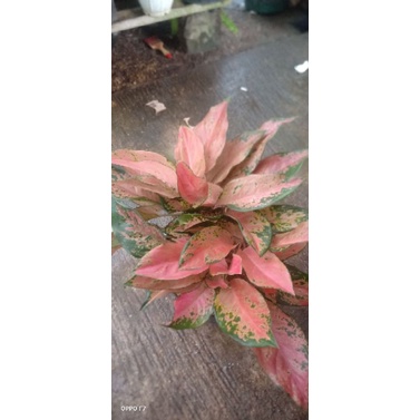 aglonema kocin camelon rumpun