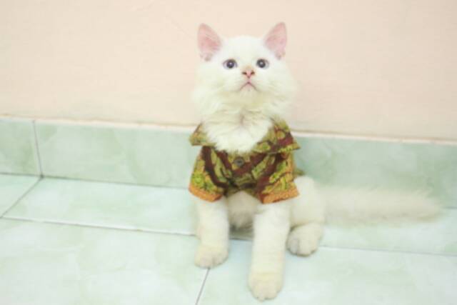 Kemeja batik jawa lucu untuk kucing dan anjing / baju kucing murah meriah size S M L XL