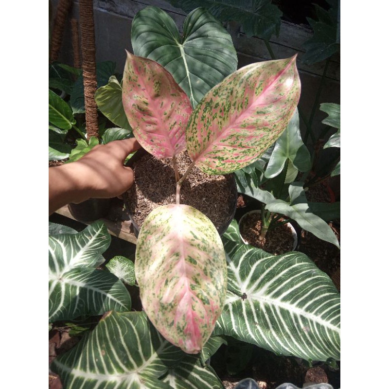 aglonema striptis #aglonema #aglonemastriptis