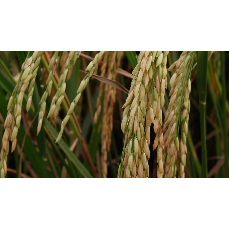 Biji Padi Unggul Inpari 43 5kg