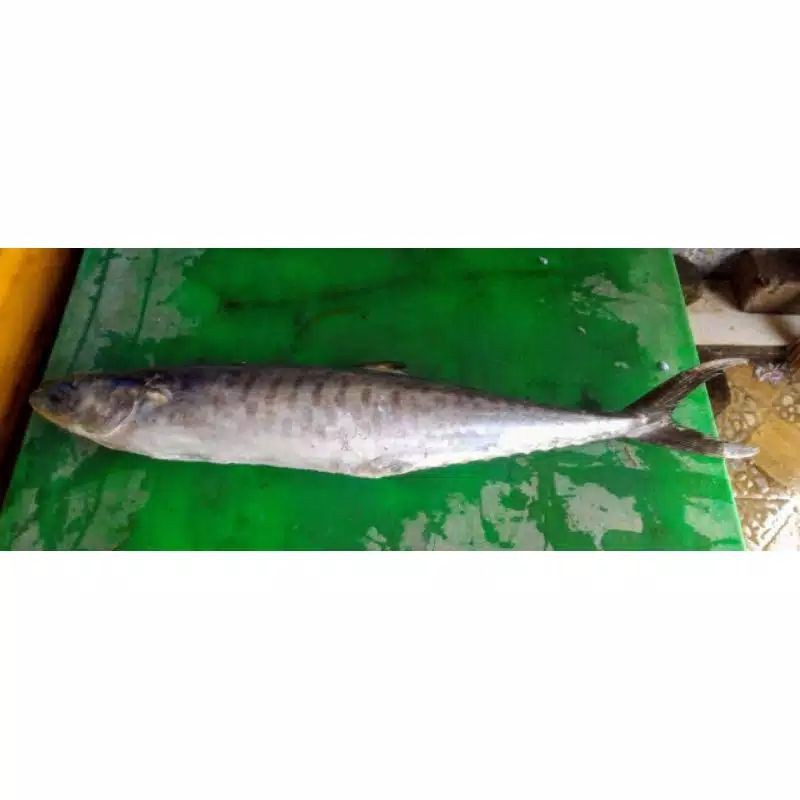 Ikan Tenggiri Segar / Per Ekor