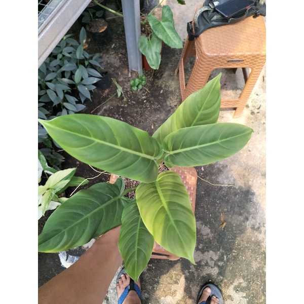 philodendron subhastatum #philodendronsubhastatum#philodendron