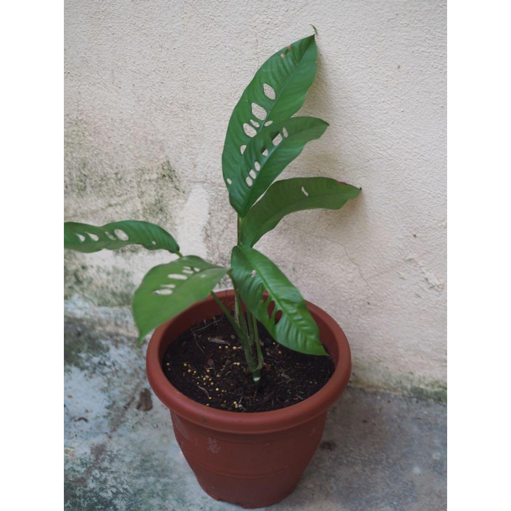 Tanaman hias monstera Rhaphidophora foraminifera - janda bolong