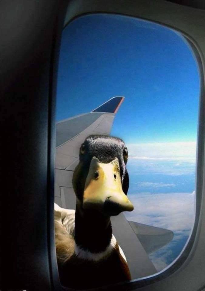 Face Shield Busa - Pelindung Wajah Dewasa Dan Anak