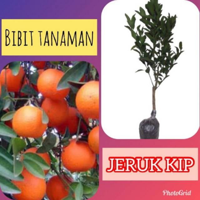 Bibit Jeruk Kasturi / Lemon Cui/ Sonkit/ Jeruk Kip / Jeruk Kunci