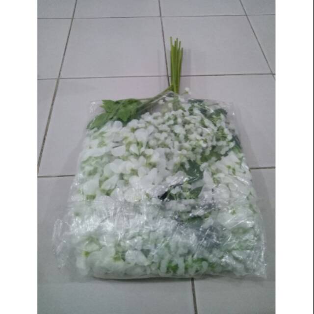 Wisteria putih perlusin