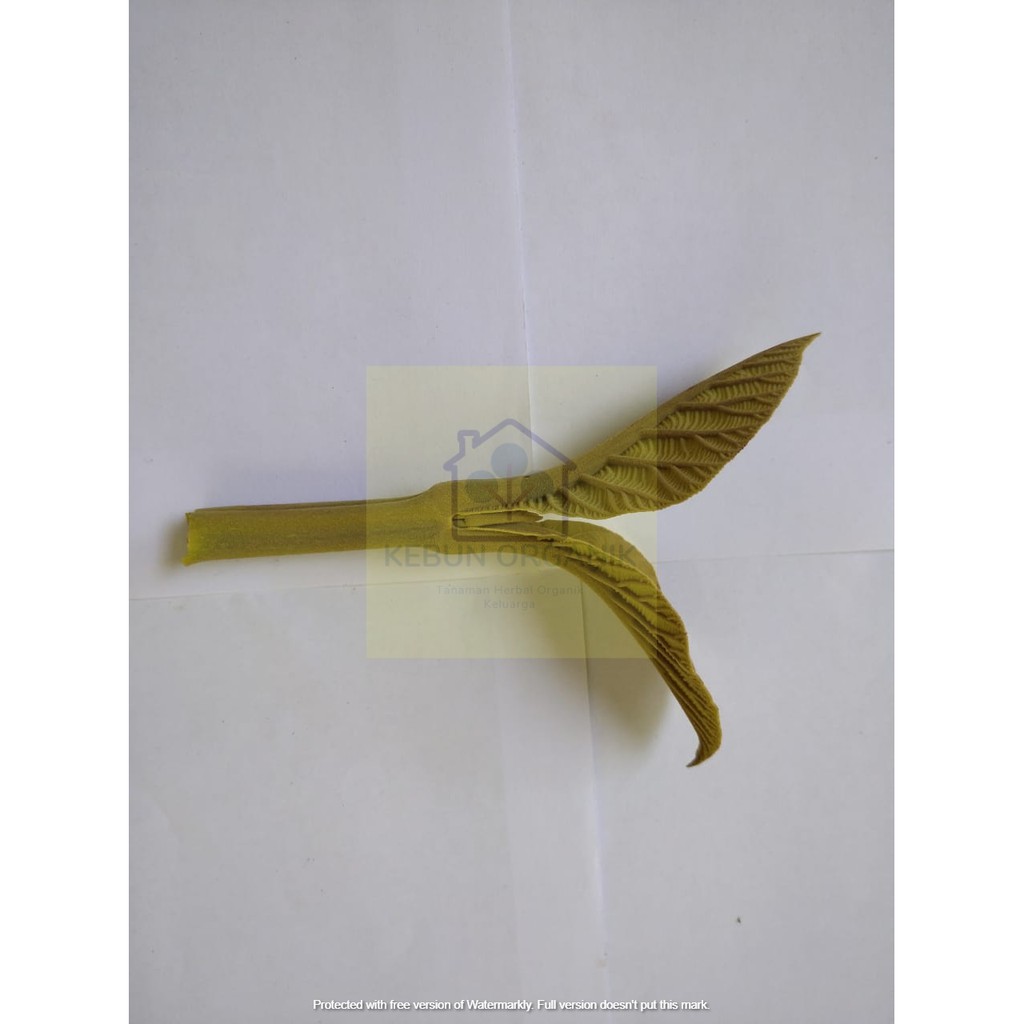 [TERBARU] Pucuk Jati Merah / Pucuk Jati Segar / Pucuk Jati Murah / Pucuk Jati