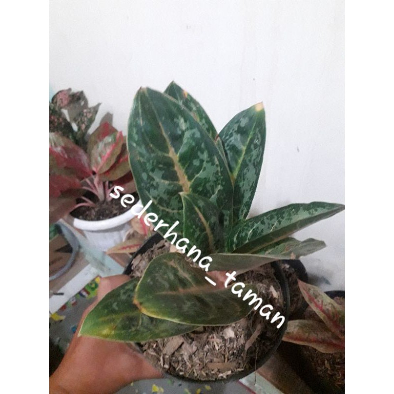 Tanaman hias aglonema gajah mada / pohon hias aglonema gajah mada