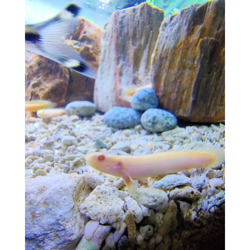Ikan Palmas Albino 10CM REAL (COD)