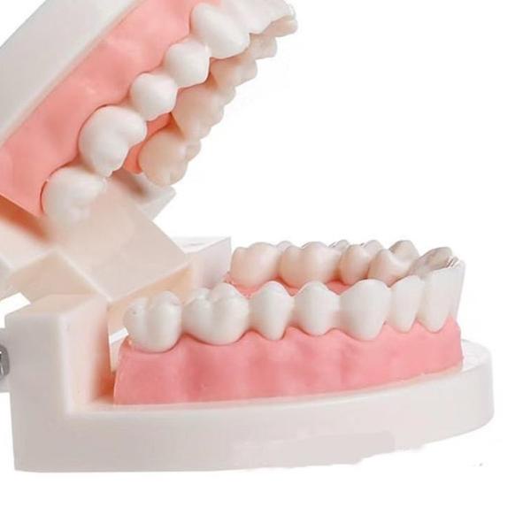 Alice dental model study edukasi dokter gigi phantom studi rahang gigi typodont gusi karet alat pera