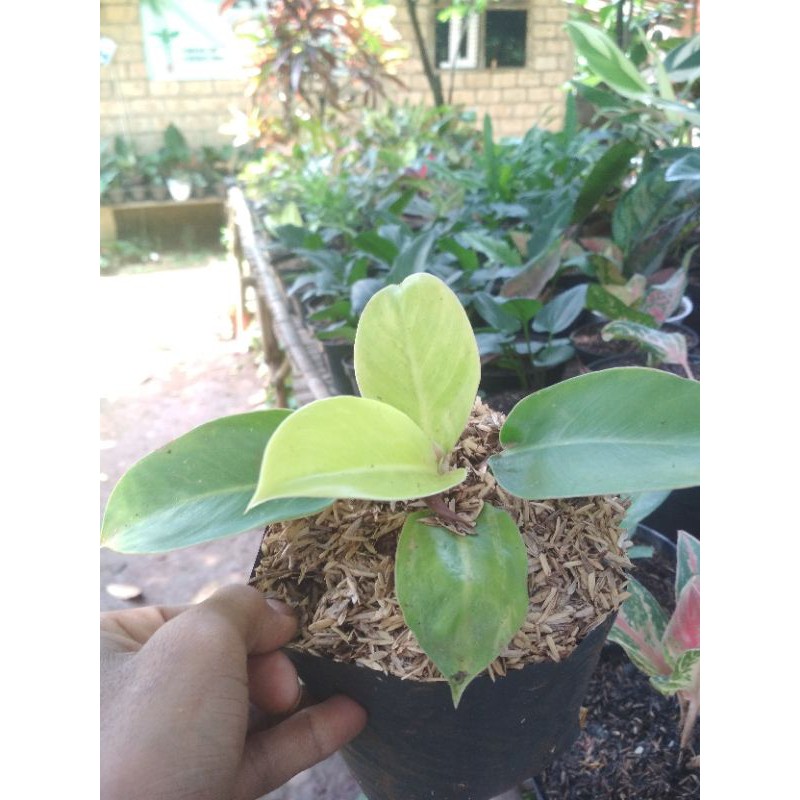 PHILO LEMON TEA / LEMON TEA