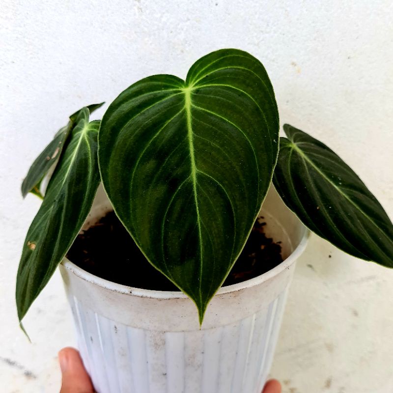 Philodendron Melanochrysum Narrow Form