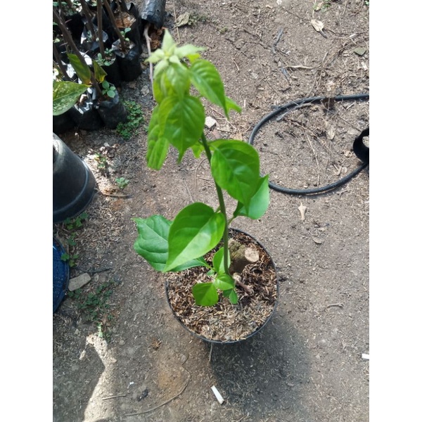 Bogenville sufia indiana