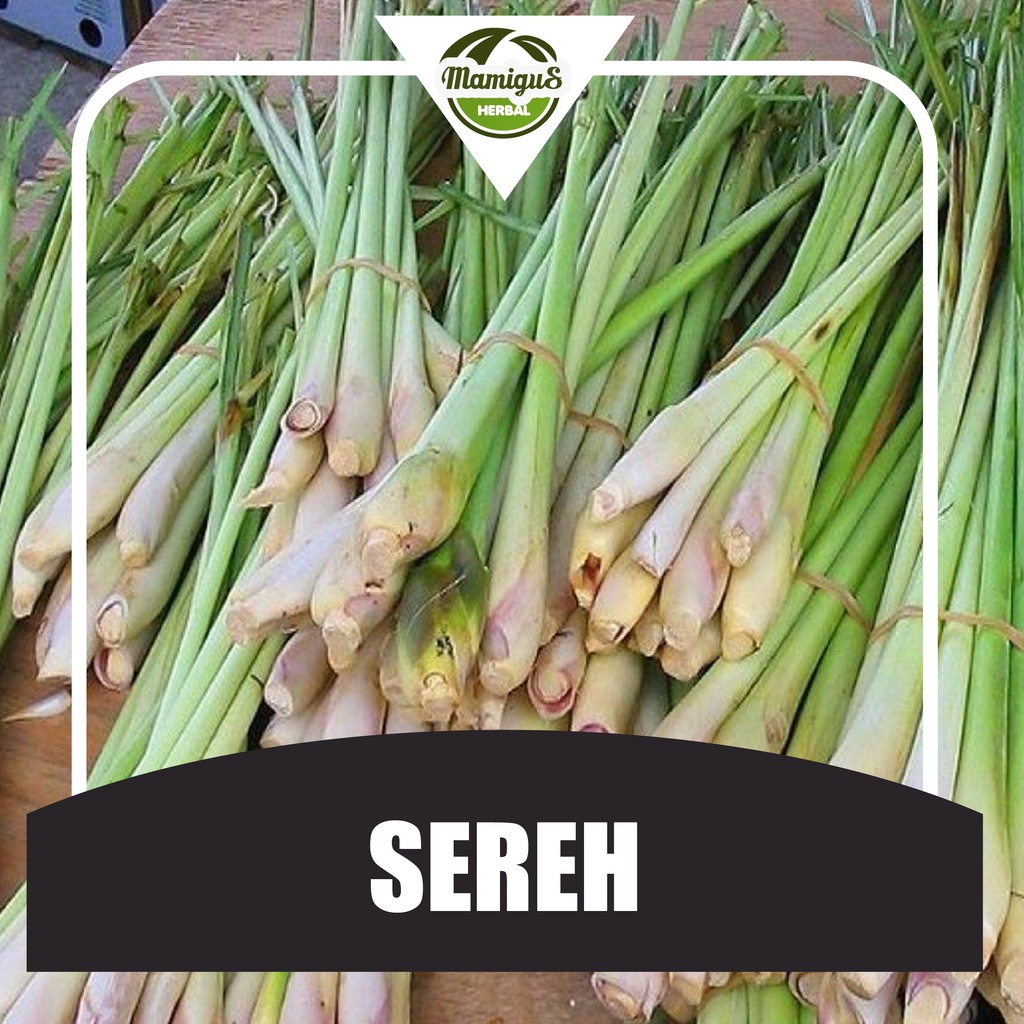

Sereh Serai Segar / Lemongrass Fresh Bumbu Rempah