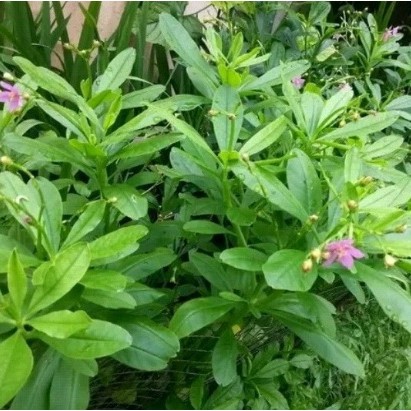 Bibit Tanaman Ginseng Jawa Bibit Pohon Ginseng Jawa