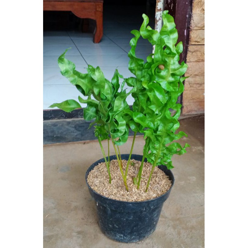 tanaman hias pakis lidah api