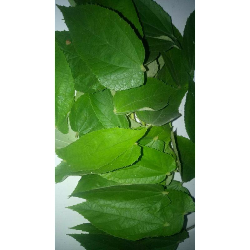 Jual Daun Kersen Seri Talok Ceri Lembar Fresh Herbal Asam Urat Flu Batuk Jantung Stroke