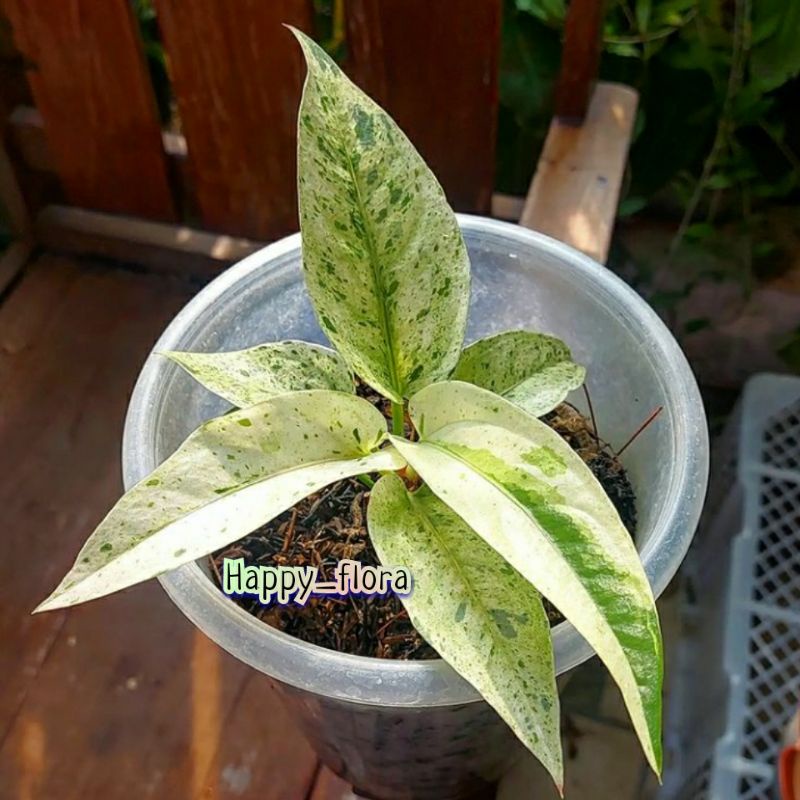 New Promo biji/benih anthurium hookery polkadot