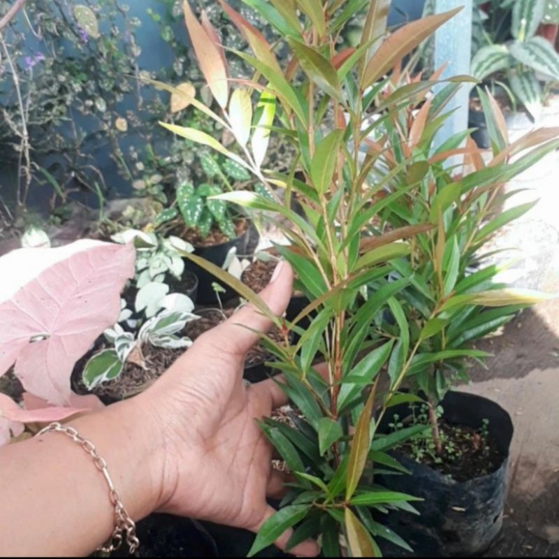 Jual Bibit Tanaman Hias Pucuk Merah Syzygium Myrtifolium Shopee Indonesia