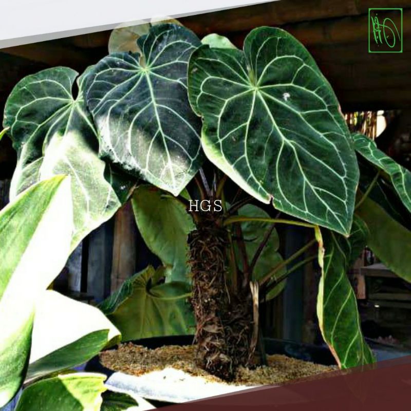 Tanaman Hias Anthurium Kuping Gajah Daun Besar Crytallinum