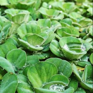 Pistia rosette Apu apu tanaman  air tanaman  apung  kolam 