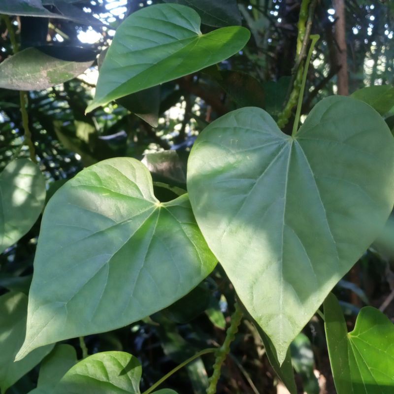 

Termurah jual daun giloy atau brotowali press segar 500 gram