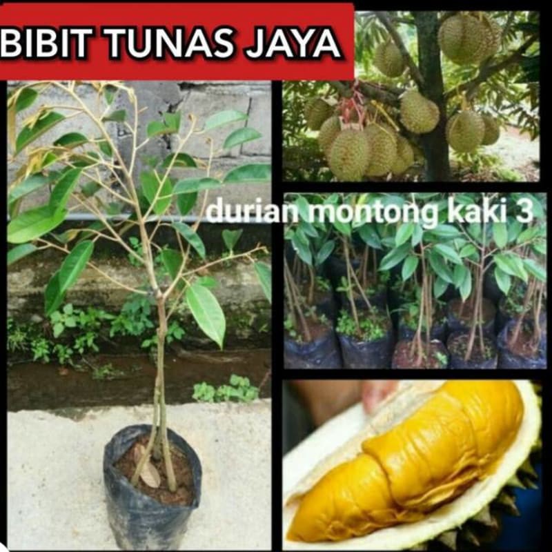 

Bibt durian montong kaki 3 terlaris