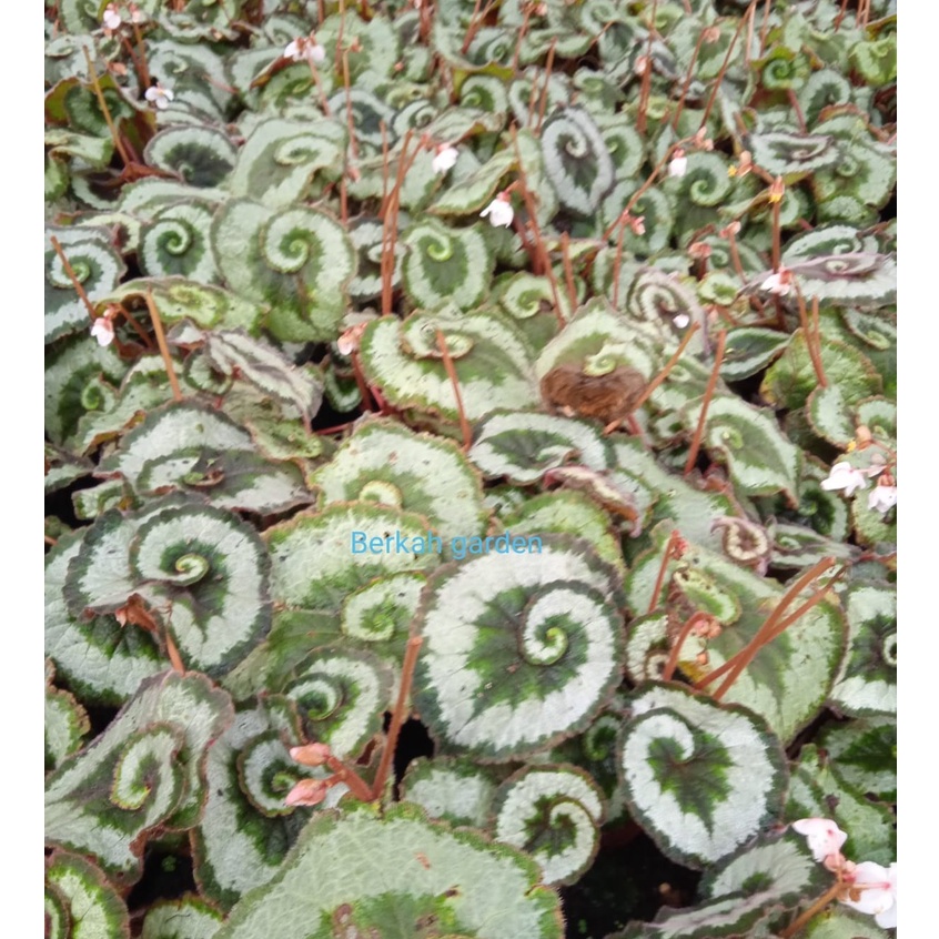 Tanaman Hias Begonia escargot / Begonia keong