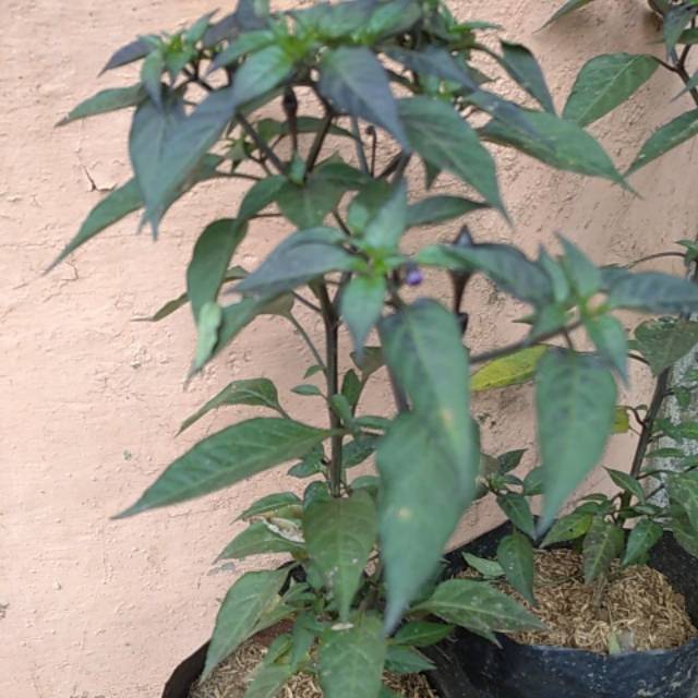 Pohon cabe ungu / benih herbal / hiasan taman