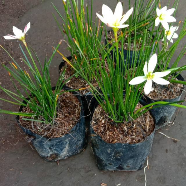 Tanaman hias rain lily putih