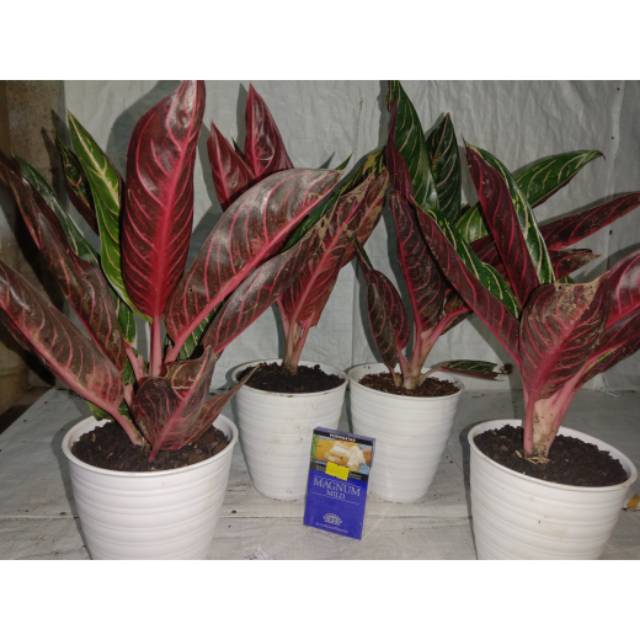 Aglonema red sumatra jumbo