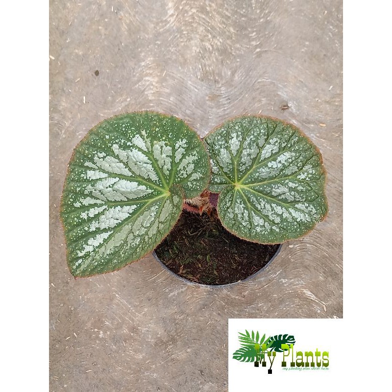 Tanaman Hias Bunga Begonia Rex Serat Keong