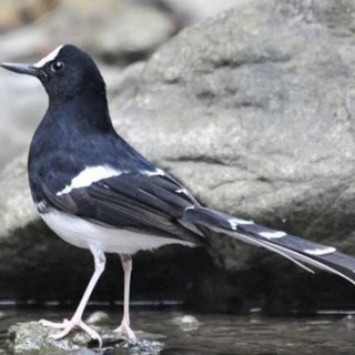 Decu Kembang Jantan - Burung Decu Si Kacer Mini Yang ...