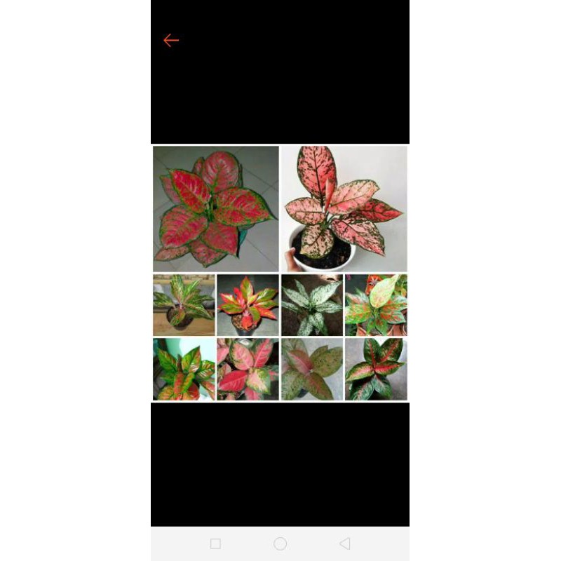 bunga aglonema paket 10 pohon
