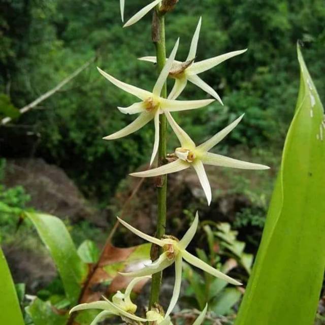 Anggrek spesies bunga harum,eria javanica