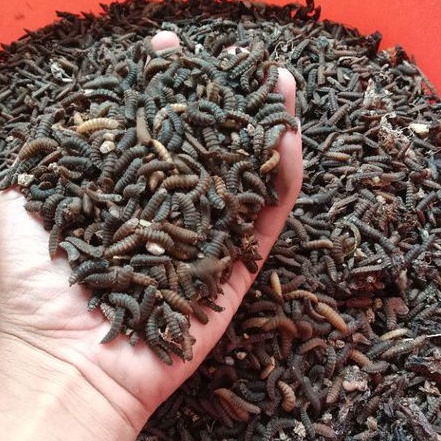 prepupa maggot bsf super indukan lalat Maggot BSF 1kg