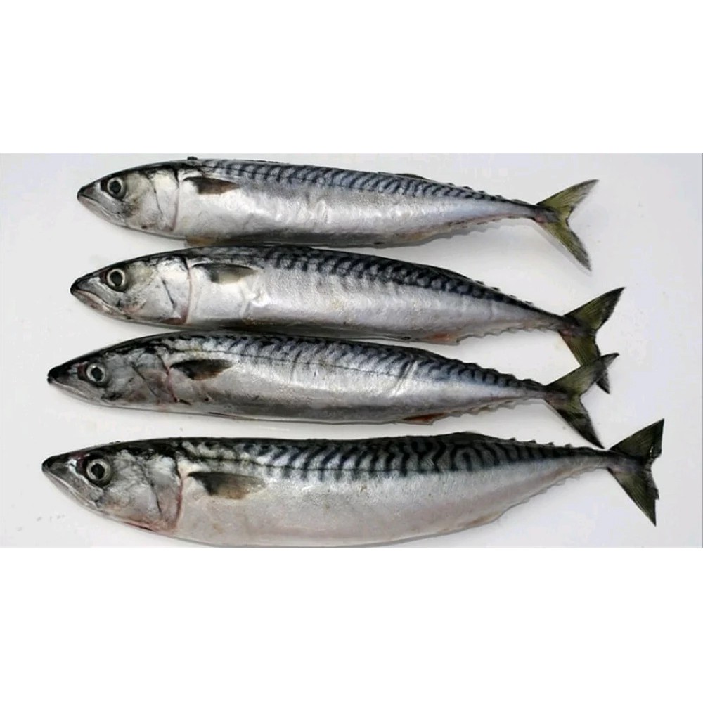 

Ikan Salem 500 gram