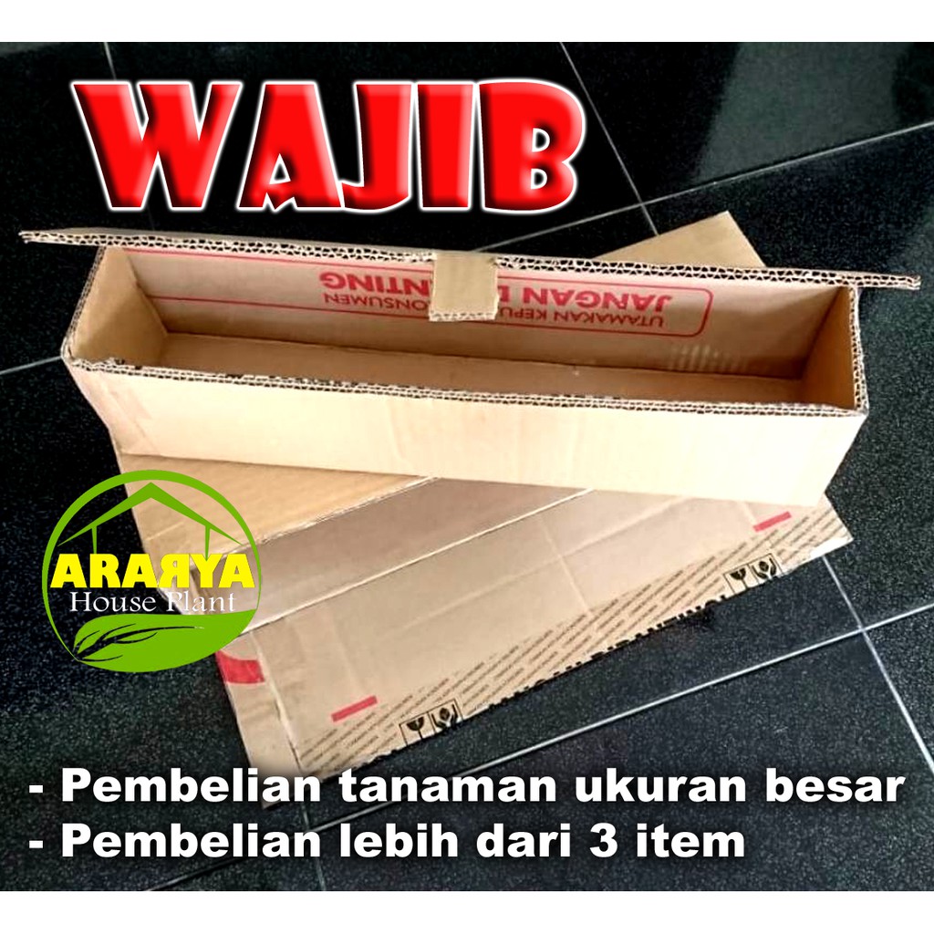 

KARDUS TEBAL UNTUK PACKING TANAMAN