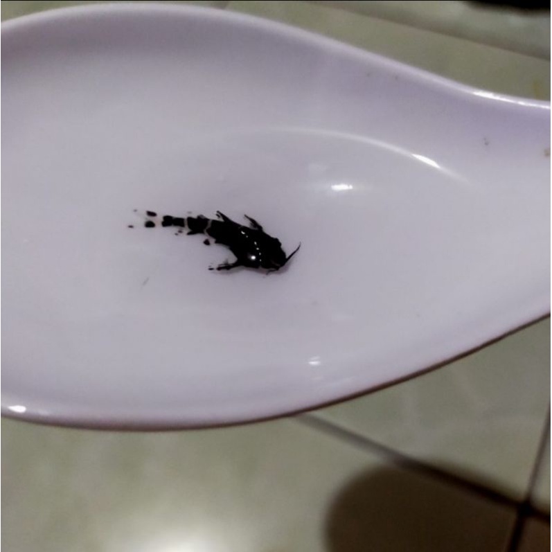 ikan hias synodontis pemakan lumut aquascape