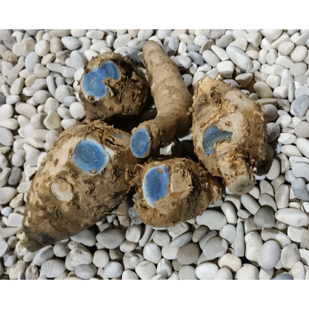 

Temu Hitam Empu/ Temu Hitam Super 1Kg Temu Ireng/Curcuma Aeruginosa