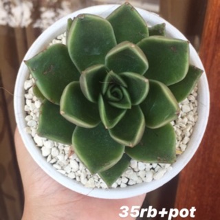 sukulen gratis POT PUTIH TAWON kaktus bunga jumbo warna sukulen gratis POT PUTIH TAWON kaktus bunga jumbo warna