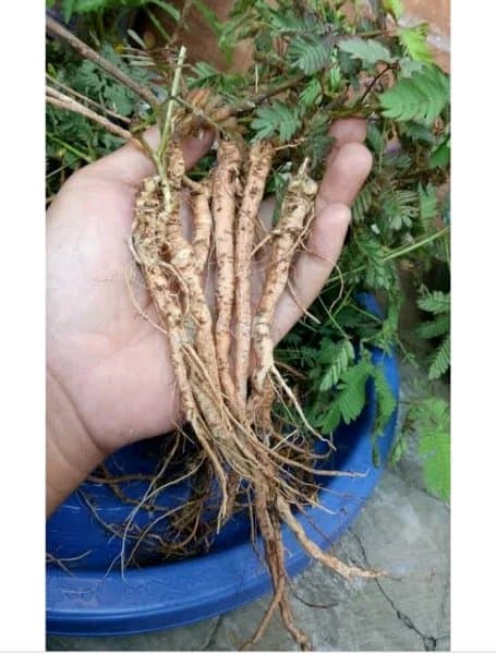 Promo Akar daun Putri Malu Segar 500gram