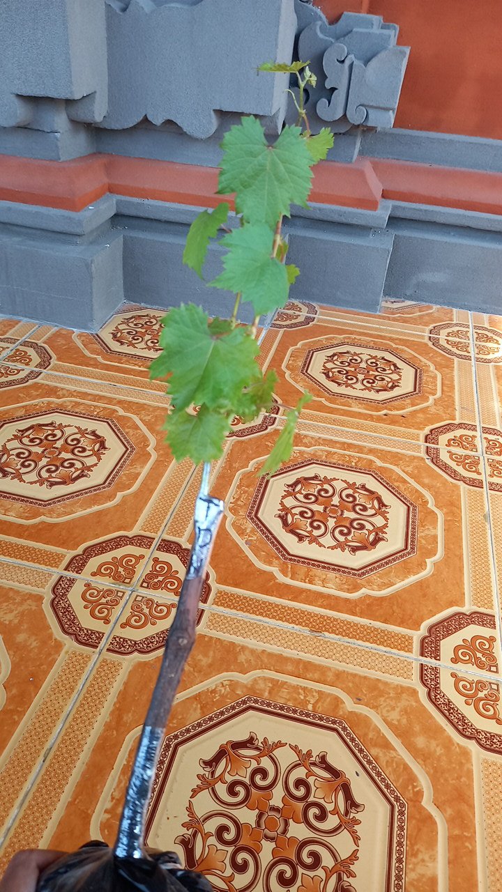 Bibit Anggur Taldun Valid