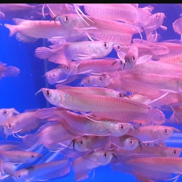 Ikan Arwana Silver Red brazil 15 cm | Perawatan Ikan | Makanan Ikan |