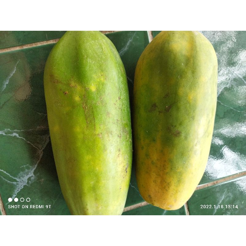 

pepaya callifornia berat 1,7_2 kg per buah
